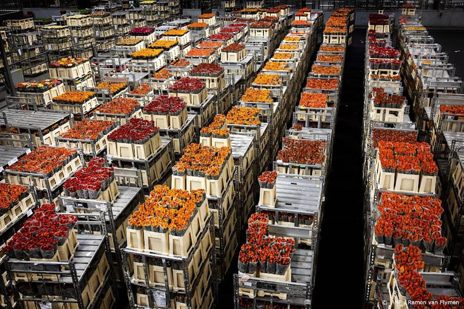 Er zit weer groei in de export van bloemen en planten na tien maanden krimp