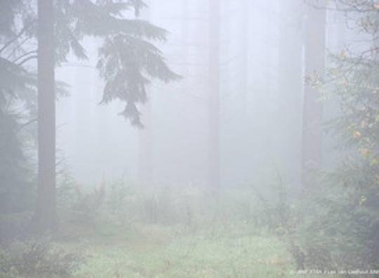 KNMI waarschuwt opnieuw voor dichte mist  in groot deel van het land