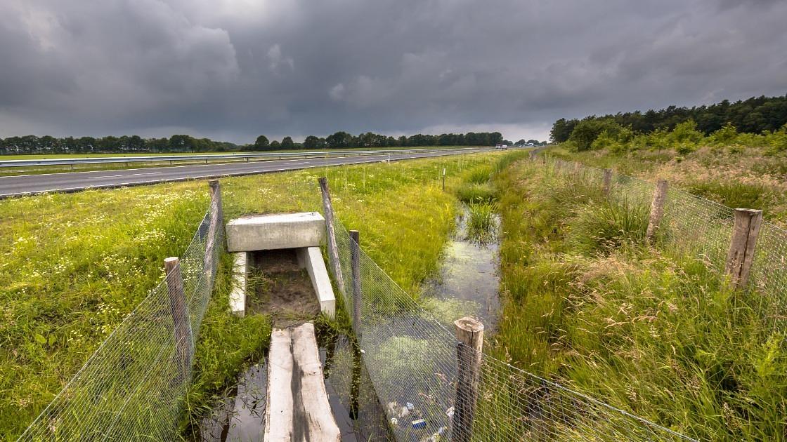 Negen nieuwe faunapassages maken de oversteek voor dieren veiliger