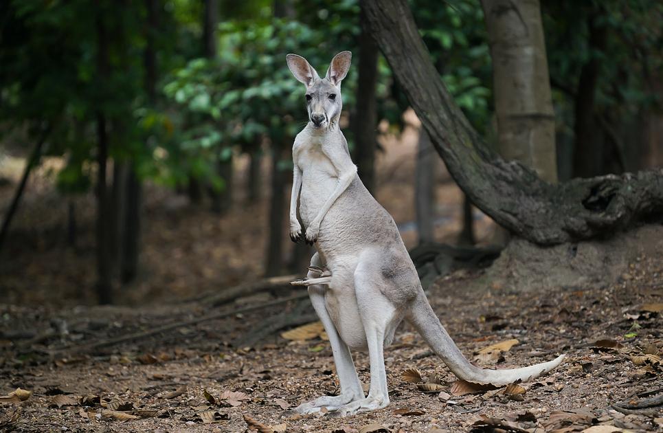 kangeroo in bos