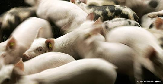 Gekantelde vrachtwagen: 150 varkens lopen los rond in De Rips