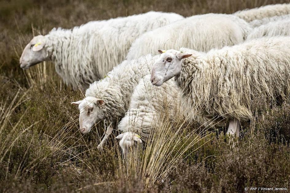 Twaalf schapen doodgereden op A4 in Brabant
