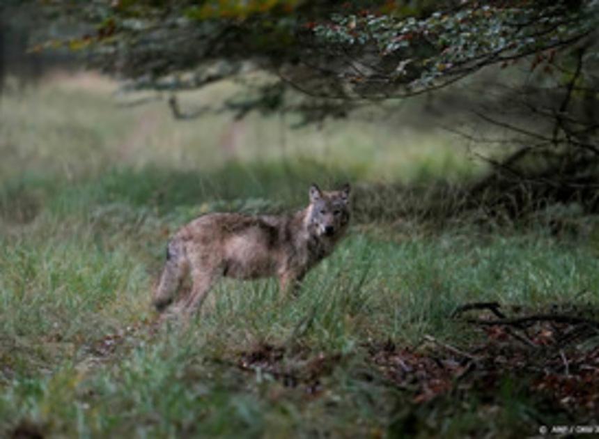 Levenloze wolf op vluchtstrook A67 aangetroffen 
