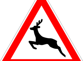 Jagersvereniging roept op: neem ‘Aanrijding met wild’ op in theorie-examen