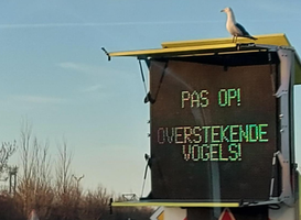Rotterdamse haven neemt maatregelen voor start broedseizoen