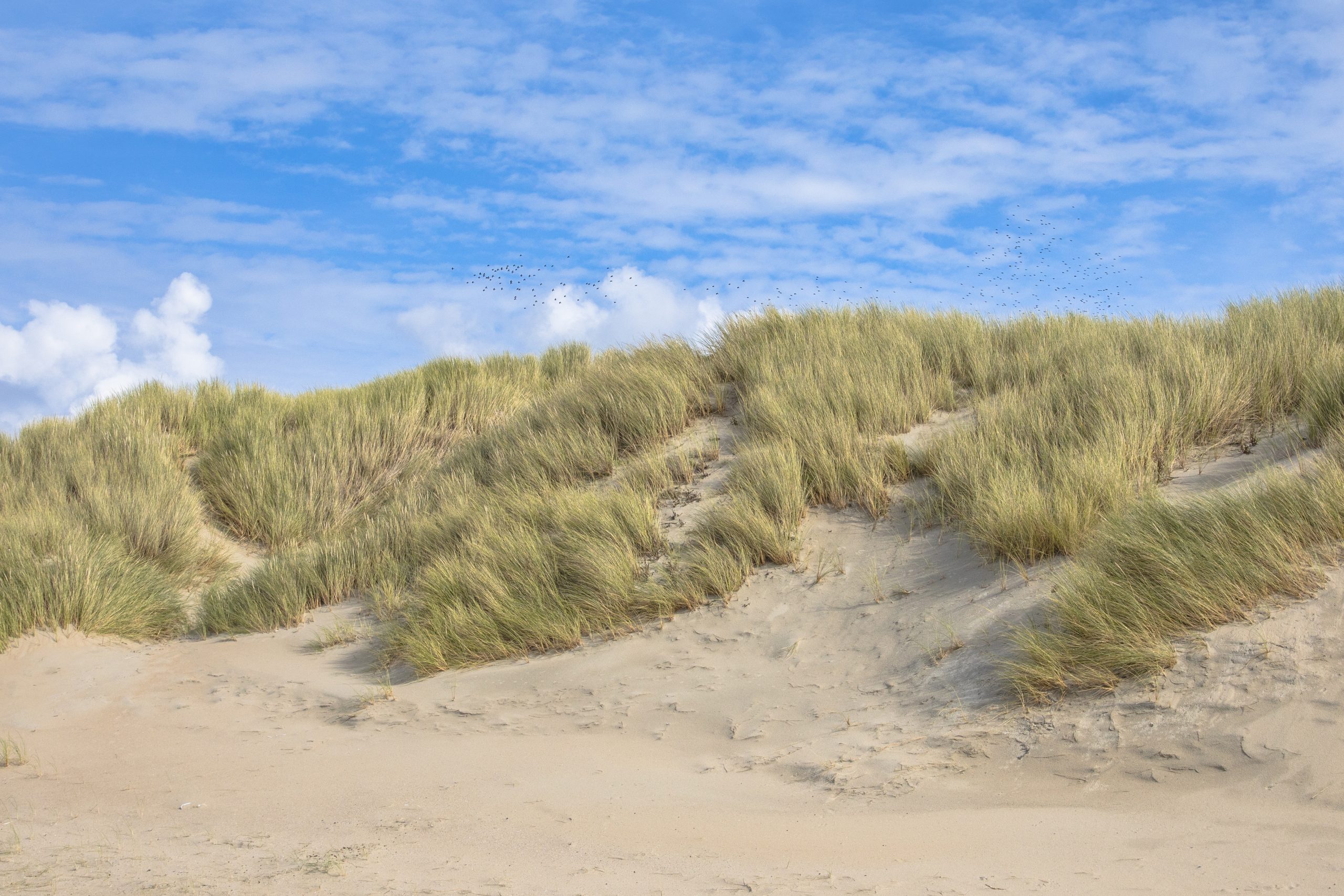 test proef titel