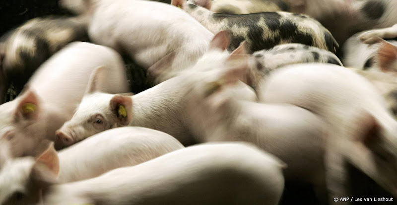 Gekantelde vrachtwagen: 150 varkens lopen los rond in De Rips